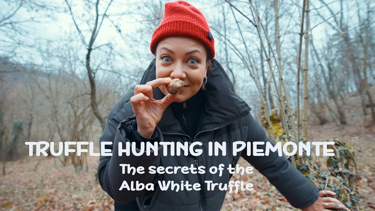 Hunting for the rarest truffle in the world: the Alba white truffle